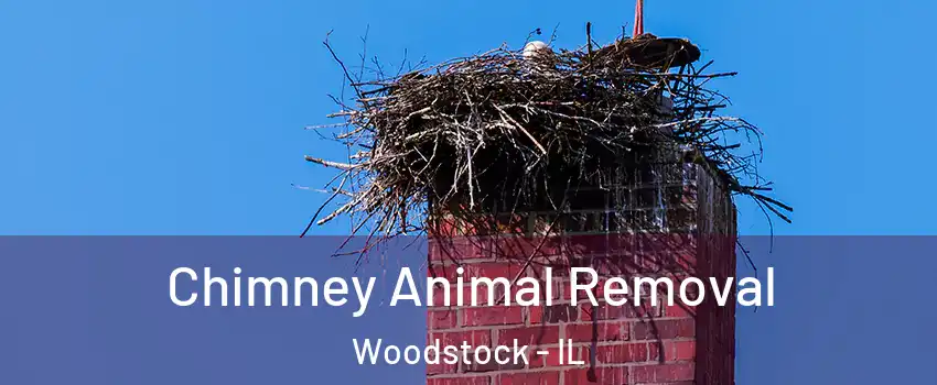  Chimney Animal Removal Woodstock - IL