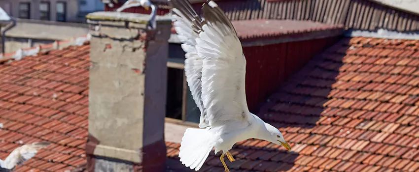 Residential Chimney Animal Removal Solution in Woodstock, IL